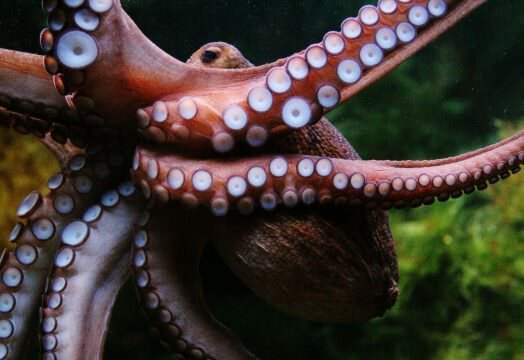 Octopus. Image: flickr