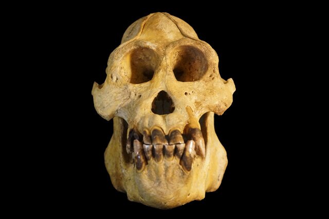 Tapanuli orangutan skull. Image: Matthew G Nowak