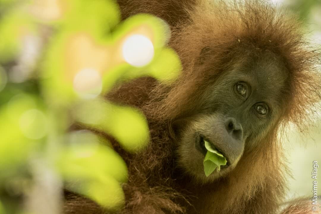 The Tapanuli orangutan. Image: Maxime Aliaga