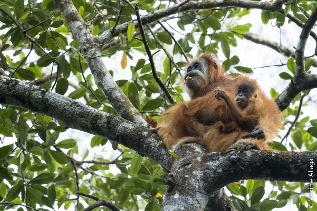 Tapanuli orangutans. Image: Maxime Aliaga