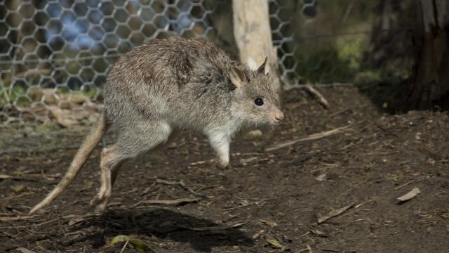 Bettong jumping in enclosure