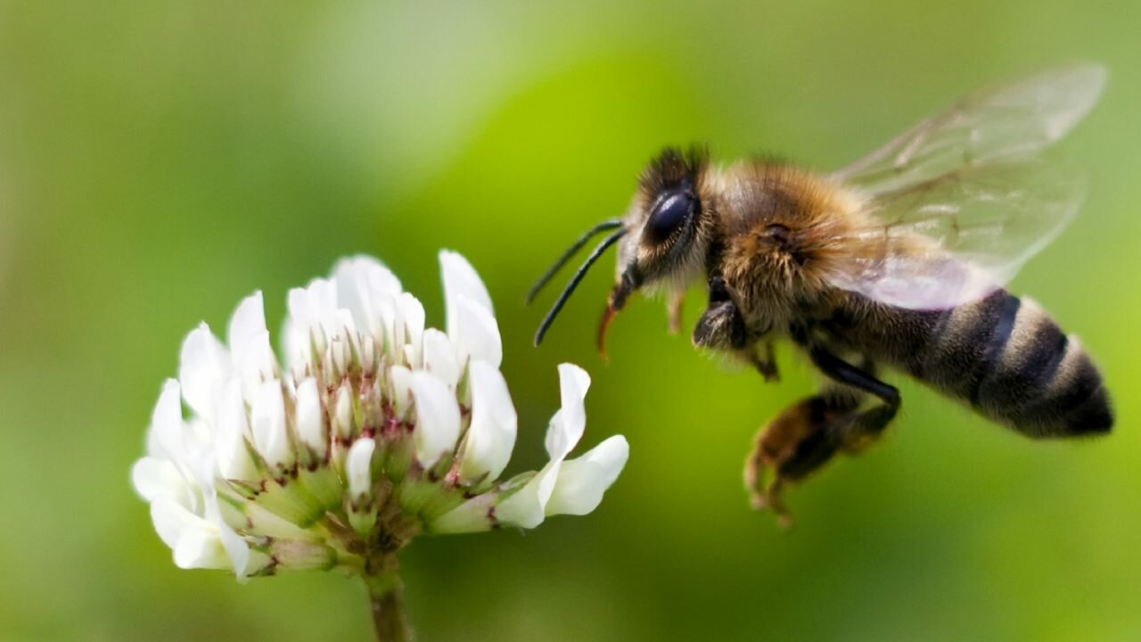 Honey Bee collecting pollen at a white flower