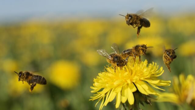 honeybees on dandelion