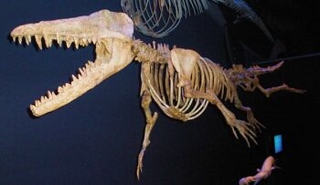 evolution_species evolution_walking whale