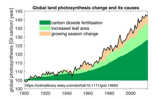 carbon dioxide fertilisation_trees_green carbon