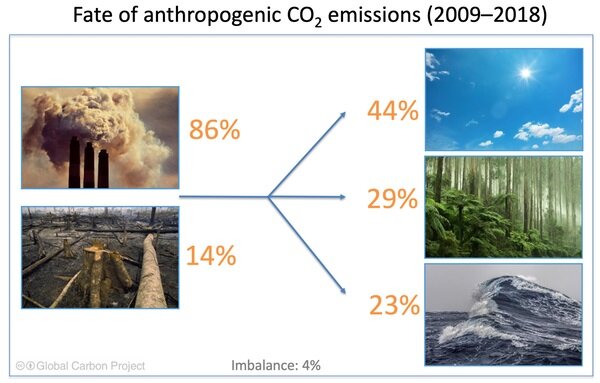 carbon dioxide fertilisation_trees_green carbon
