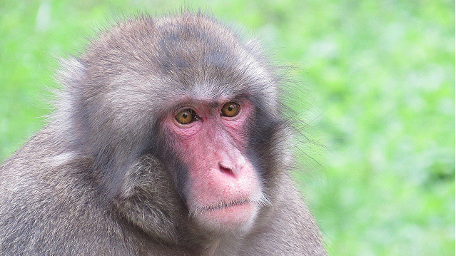 MMiSTEM – Baboon Hearts