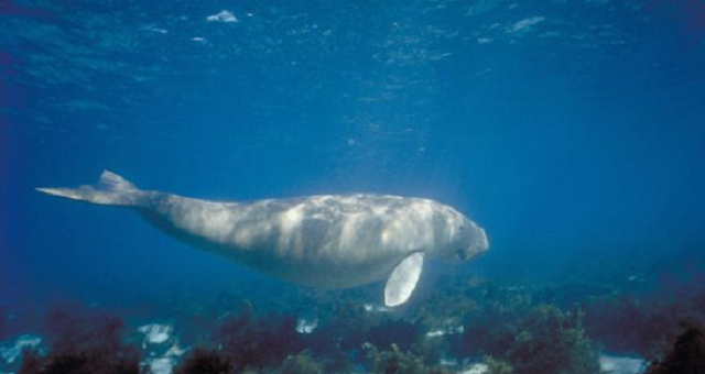 Baby dugongs bounce back