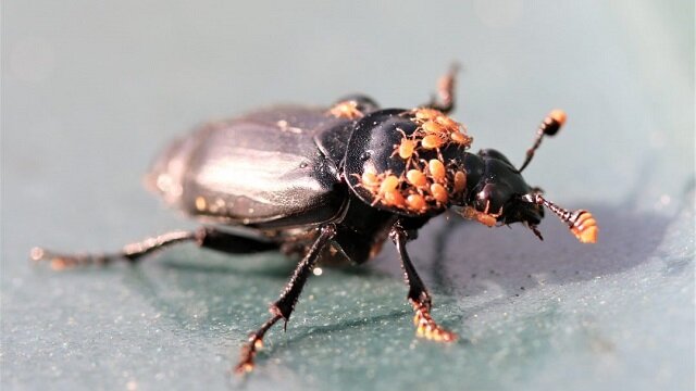 Beetles & Ecosystems