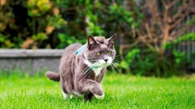Citizen Science – Cats!