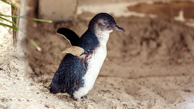 Changing the colour of fishing nets could save thousands of penguins