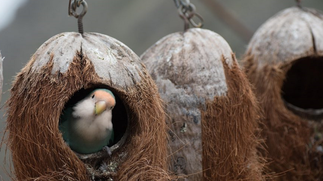 Birds and mammals beat lizards and amphibians to survive climate change