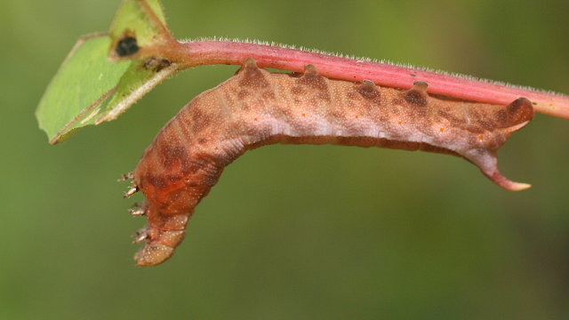 Adaptations in Action
