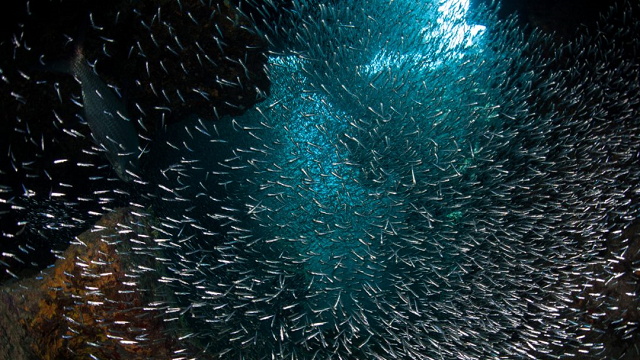 Ocean ecosystems fight back against Climate Change