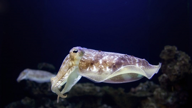 Top five examples of convergent evolution