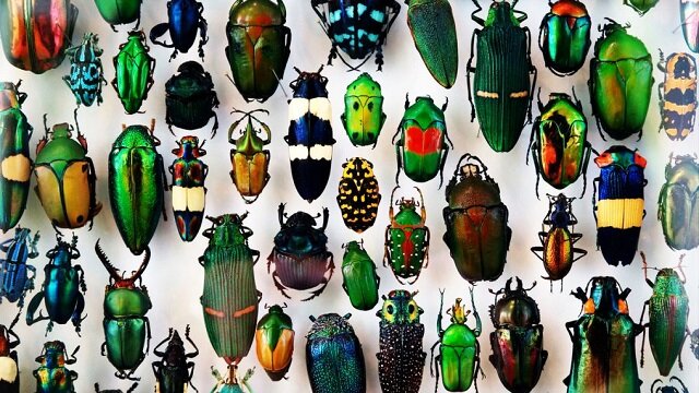 Iridescent camouflage in Nature