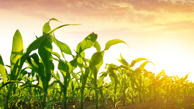Warming climate ups risk of global maize shortage