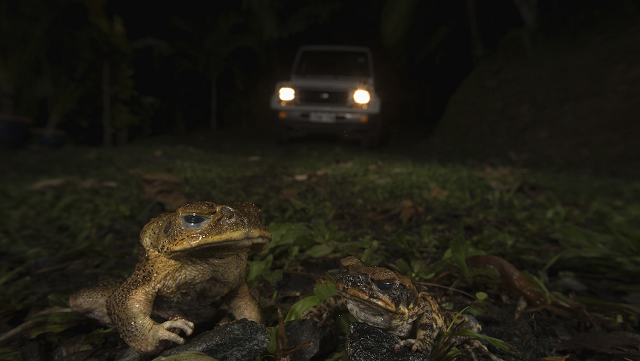 Cane toad genome offers hope for eventual control