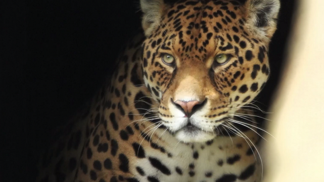 Rancheros del Jaguar
