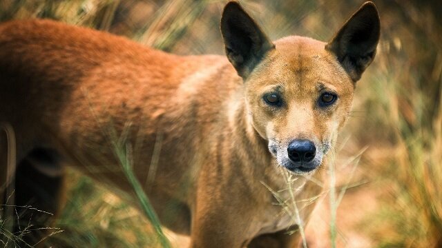 The dingo is a true-blue, native Australian species