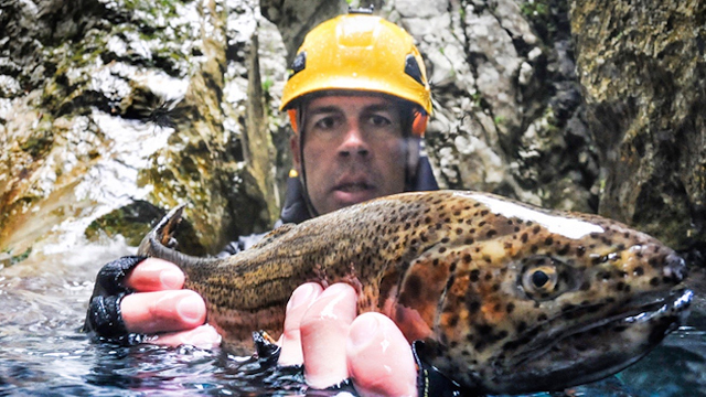 One invasive species spells disaster for Yellowstone’s lake