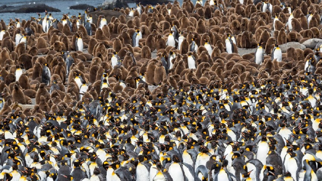 For Antarctic food webs, penguin poo is the gift that keeps on giving