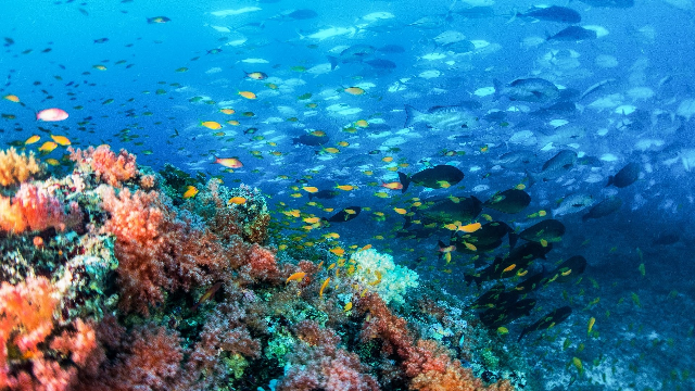New biodiversity report shows 1 million species on brink of extinction