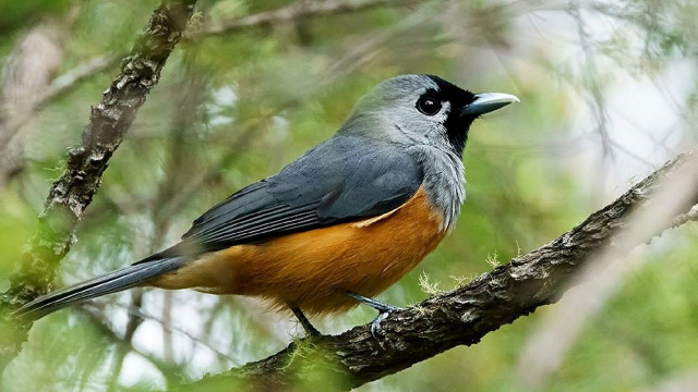 Where Protecting Biodiversity Meets Video Games And Cryptocurrency