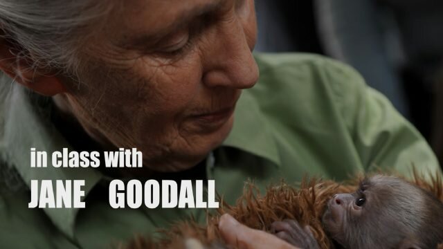 Jane Goodall on Chimpanzees