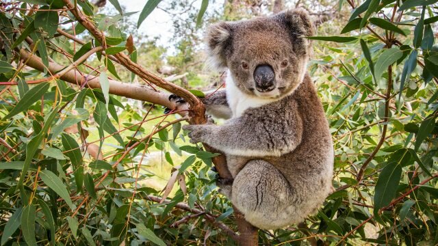 Koala populations hanging by a thread