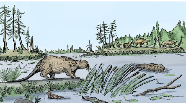 Why giant human-sized beavers died out 10,000 years ago