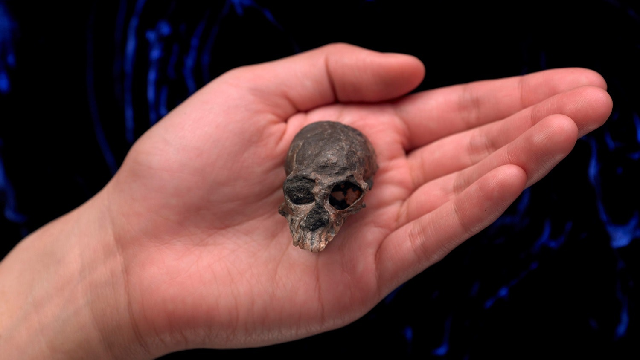Lifting the lid on primate brains