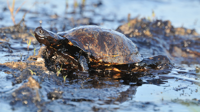 A safe way to clean up oil spills