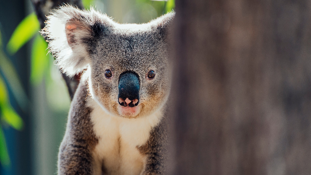 Federal laws are being broken as threatened species habitat continues to be destroyed