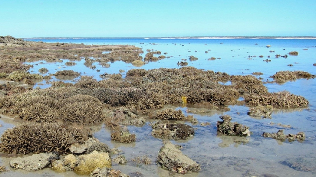 Heat-resistant coral could help rescue threatened reefs