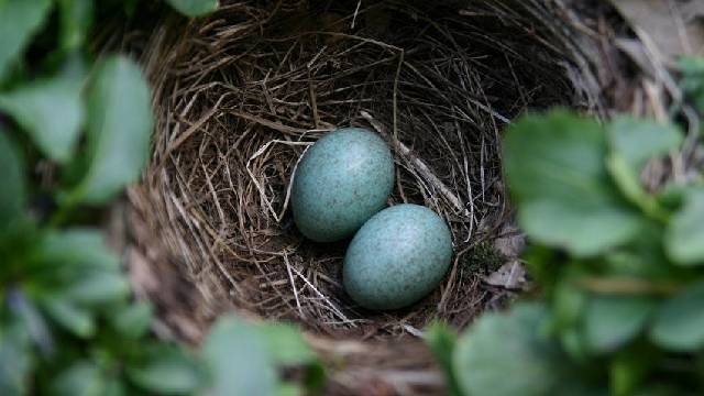 Darker eggs have their purpose