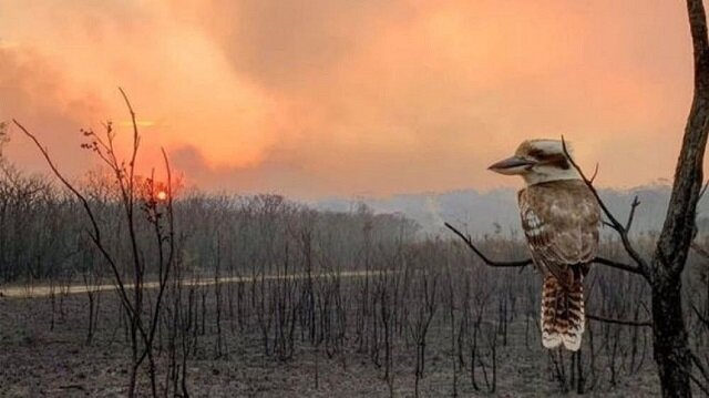 Hunter or hunted? When the world catches on fire, how do predators respond?