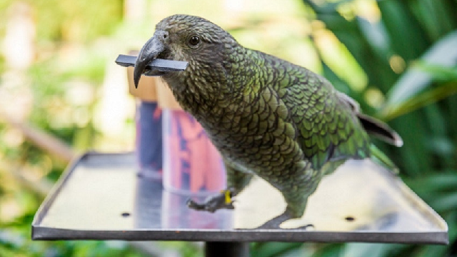 Parrots do probability