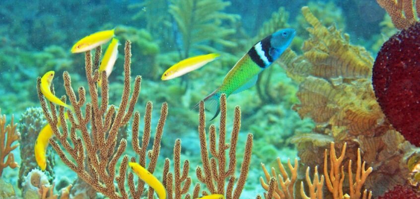 What we can learn from fish that change sex