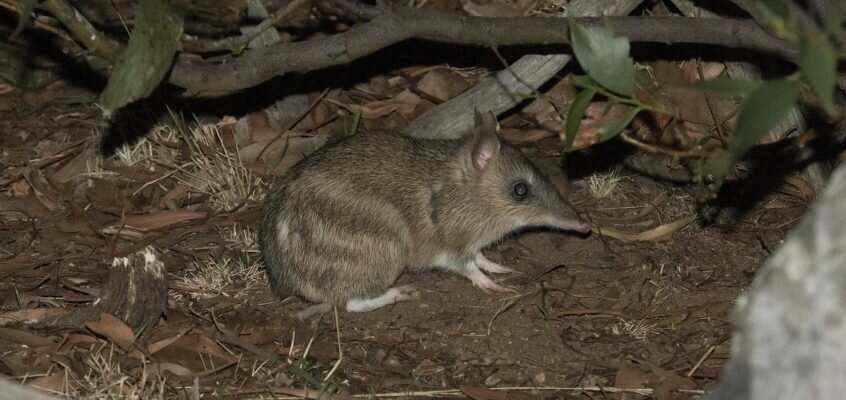 One little bandicoot can dig up an elephant’s worth of soil a year – and our ecosystem loves it