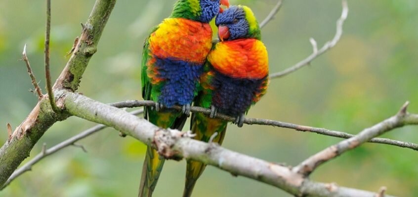 How do birds dazzle with colour and stay camouflaged?