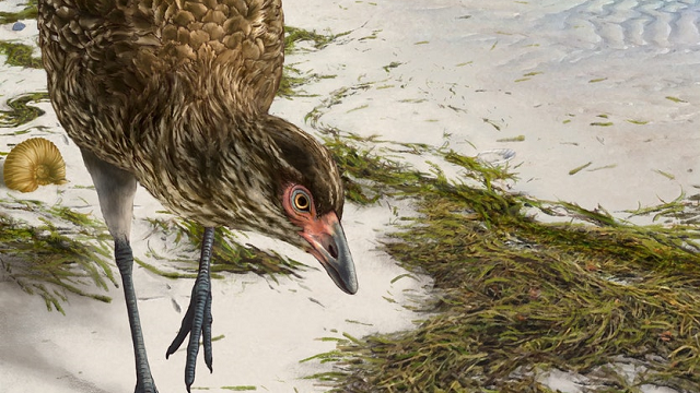 ‘Wonderchicken’ fossil from the age of dinosaurs