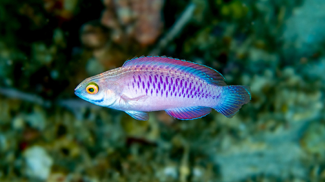 Top 10 new marine species of the year