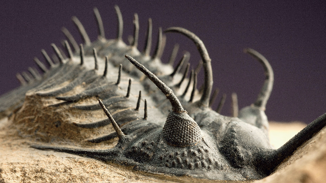 The big five mass extinctions