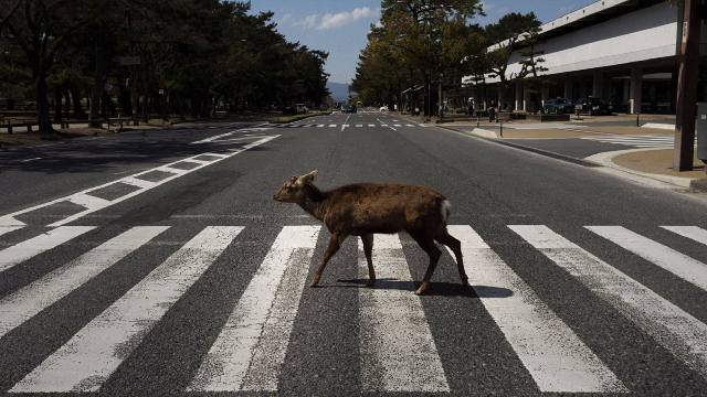 Where the wild things are: As humans stay indoors, nature is emerging