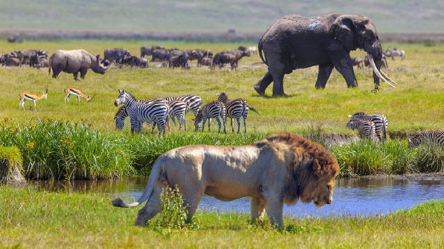 What shapes genetic diversity in mammals?