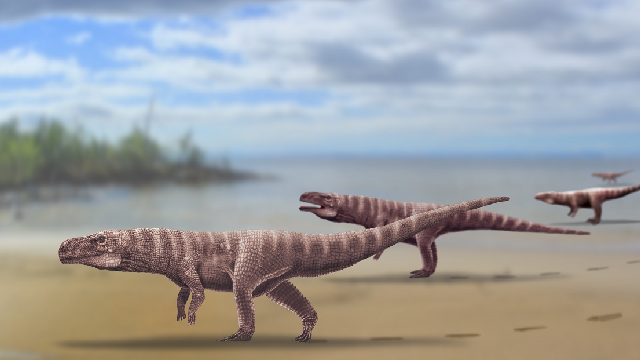 Old crocs might have walked this way