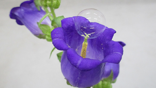 Bubbles for plants and drones for mosquitoes