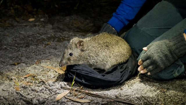 Feral cats are being outsmarted by this adorable species