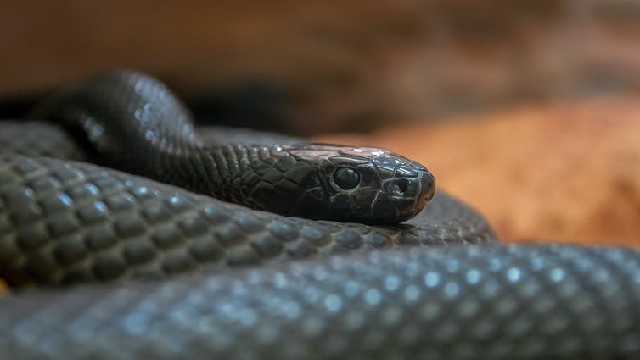 Why do so many dangerous animals live in Australia?